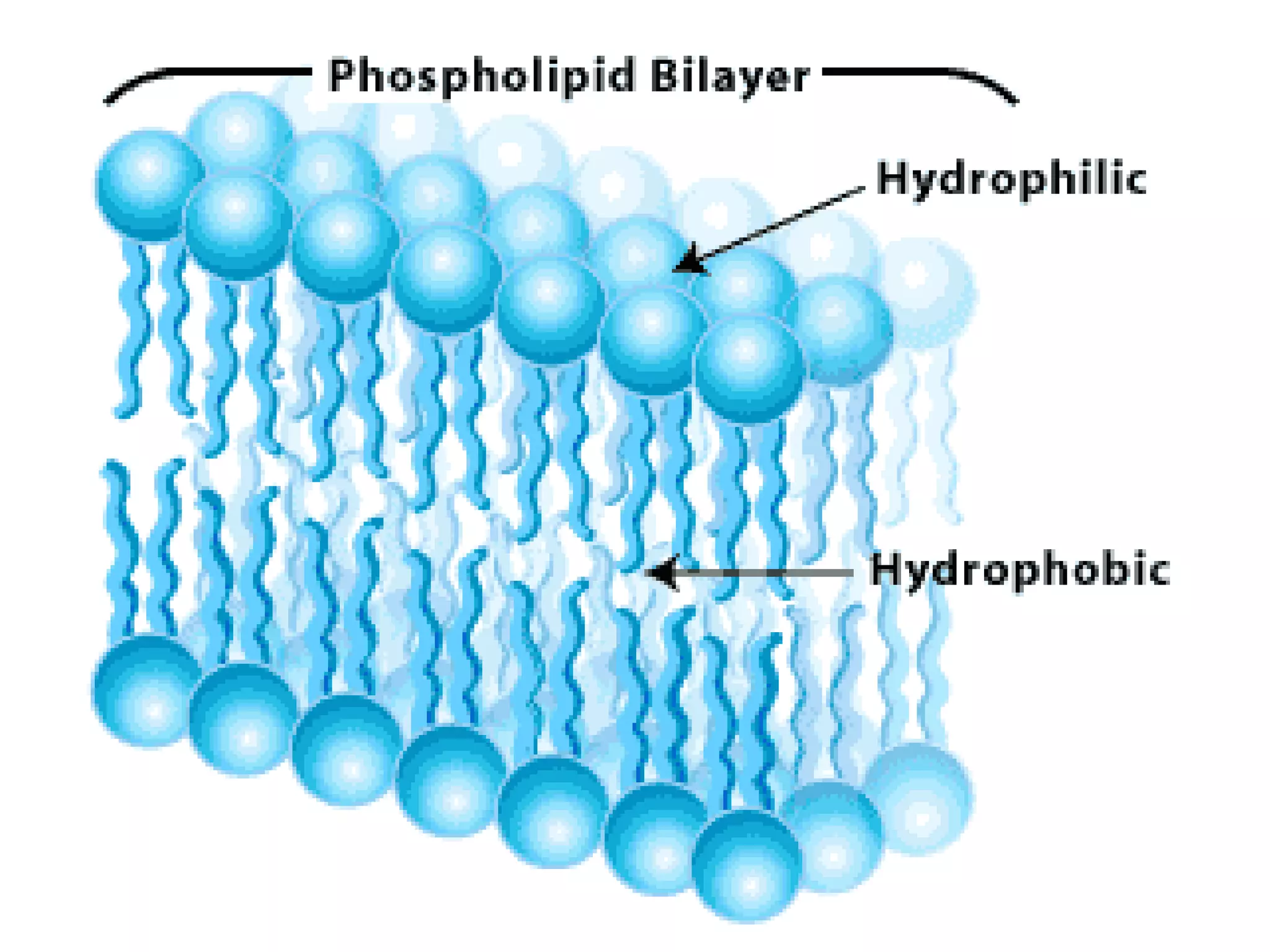 C. Lipids
3. Insoluble in
   water
 