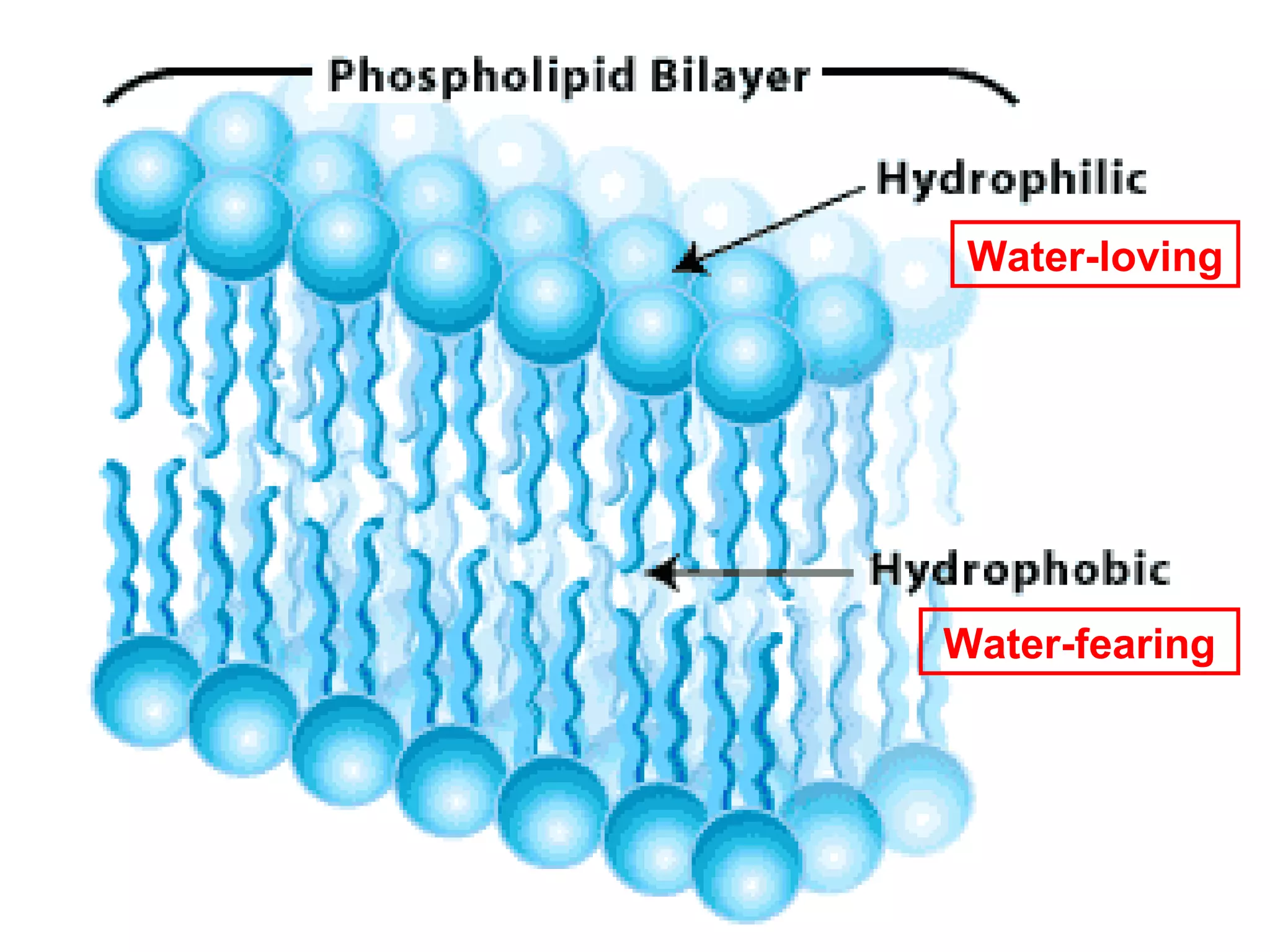 C. Lipids
3. Insoluble in    Water-loving
   water




                  Water-fearing
 