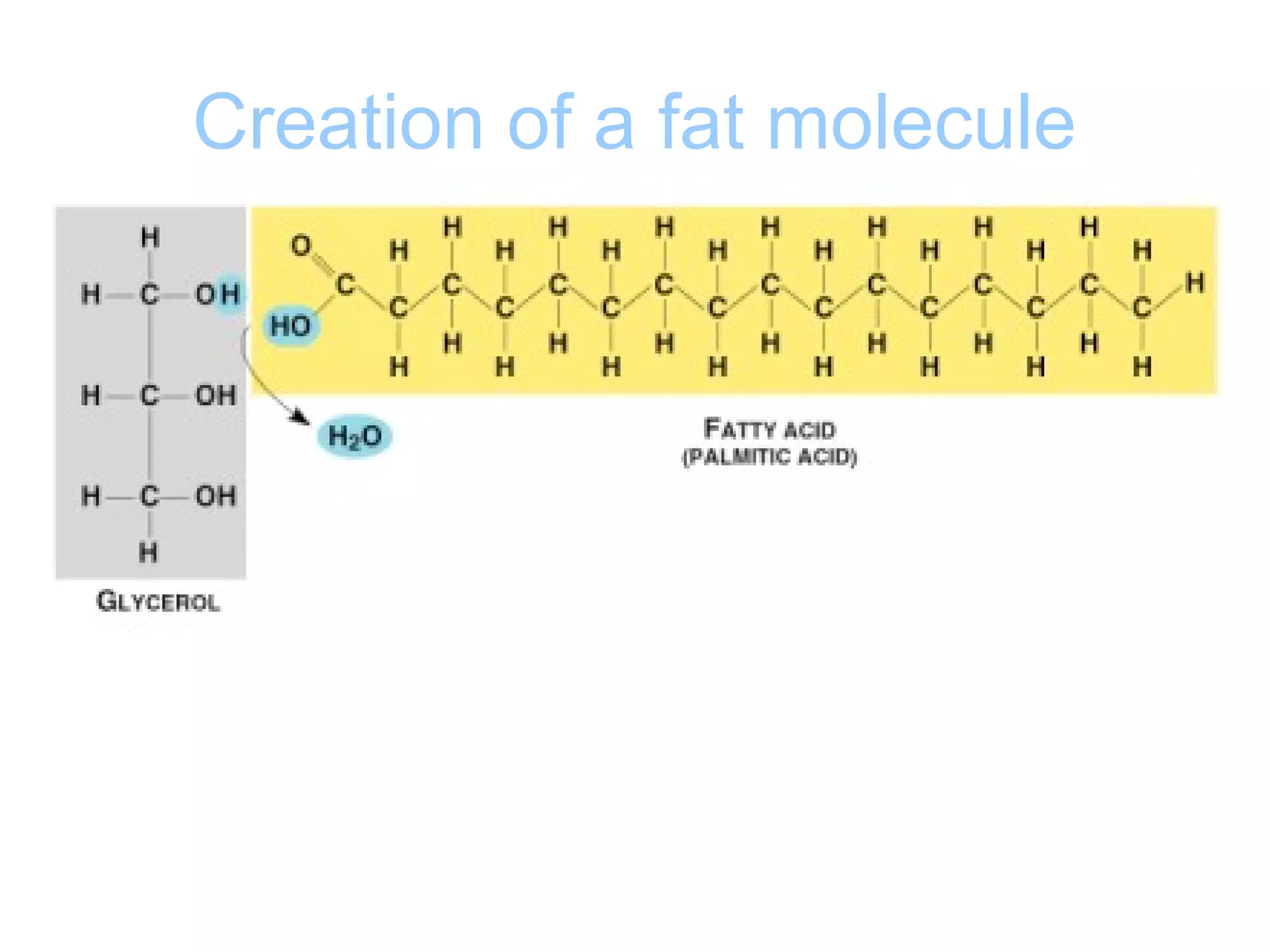 Creation of a fat molecule
 