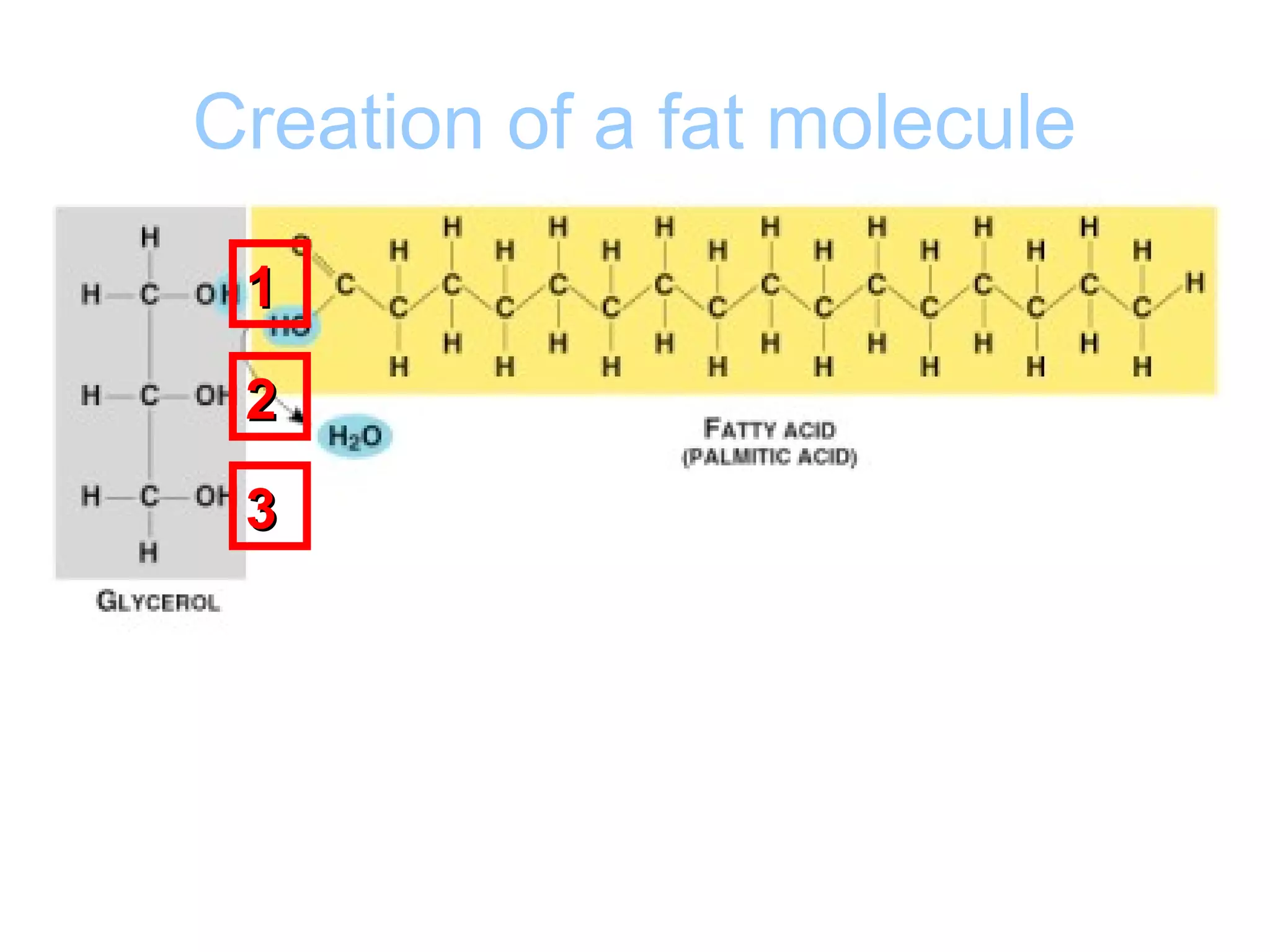 Creation of a fat molecule

 1
 2
 3
 