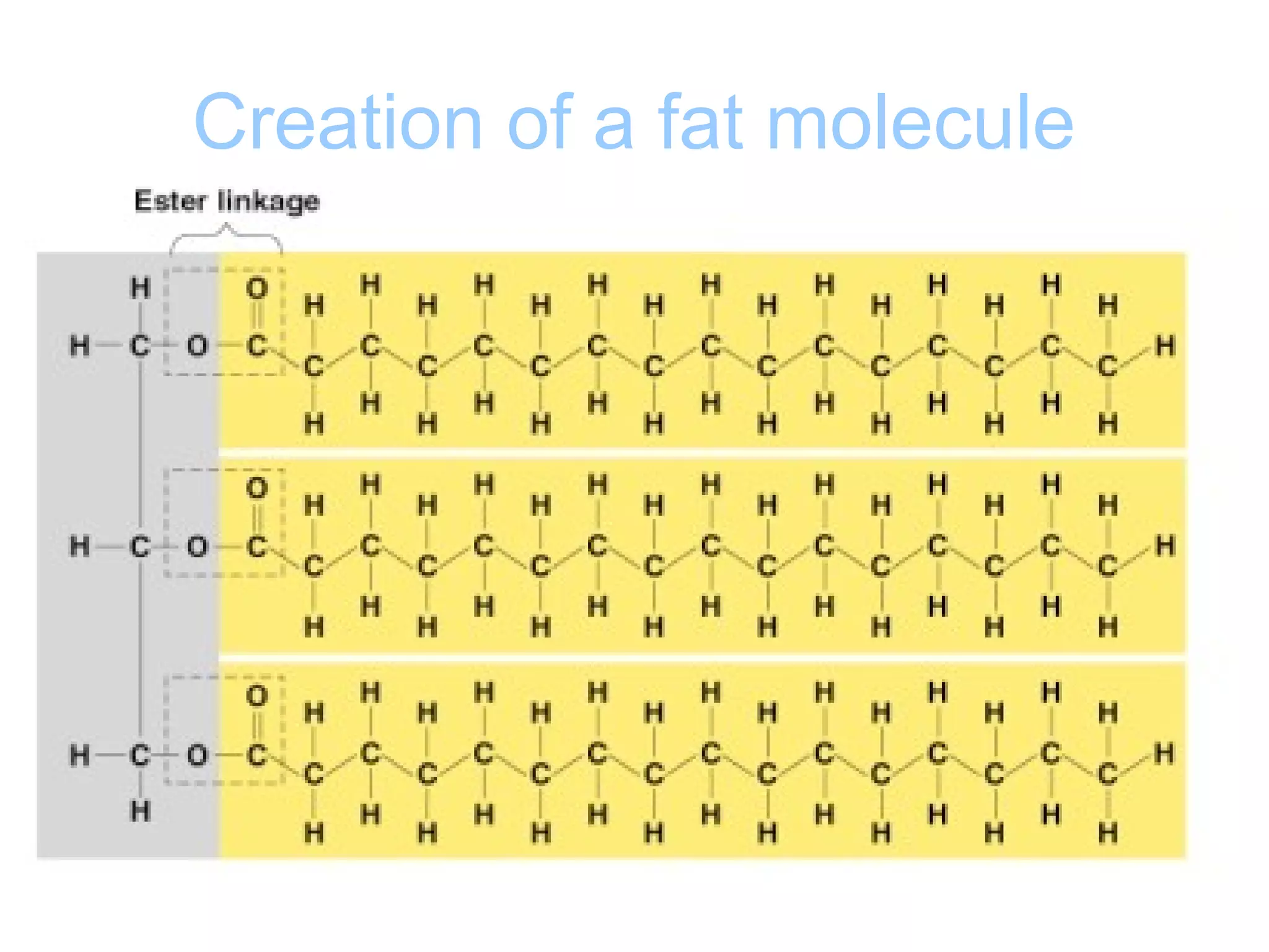 Creation of a fat molecule
 