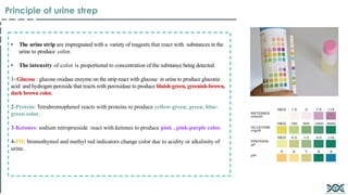 • The urine strip are impregnated with a variety of reagents that react with substances in the
urine to produce color.
• The intensity of color is proportional to concentration of the substance being detected.
1- Glucose : glucose oxidase enzyme on the strip react with glucose in urine to produce gluconic
acid and hydrogen peroxide that reacts with peroxidase to produce bluish-green, greenish-brown,
dark brown color.
2-Protein: Tetrabromophenol reacts with proteins to produce yellow-green, green, blue-
green color.
3-Ketones: sodium nitroprusside react with ketones to produce pink , pink-purple color.
4-PH: bromothymol and methyl red indicators change color due to acidity or alkalinity of
urine.
Principle of urine strep
 