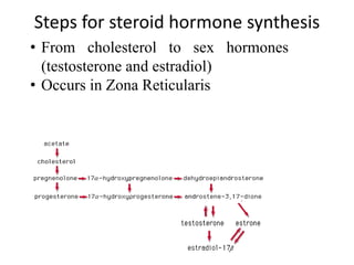Steps for steroid hormone synthesis
• From cholesterol to sex hormones
(testosterone and estradiol)
• Occurs in Zona Reticularis
 
