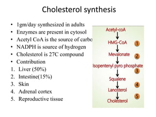 Cholesterol synthesis
• 1gm/day synthesized in adults
• Enzymes are present in cytosol
• Acetyl CoA is the source of carbon
• NADPH is source of hydrogen
• Cholesterol is 27C compound
• Contribution
1. Liver (50%)
2. Intestine(15%)
3. Skin
4. Adrenal cortex
5. Reproductive tissue
 