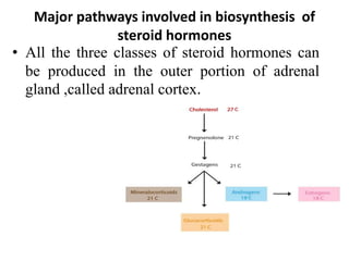 Major pathways involved in biosynthesis of
steroid hormones
• All the three classes of steroid hormones can
be produced in the outer portion of adrenal
gland ,called adrenal cortex.
 