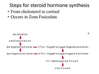 Steps for steroid hormone synthesis
• From cholesterol to cortisol
• Occurs in Zona Fasiculata
 