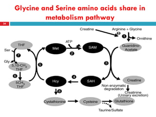 Glycine and Serine amino acids share in
              metabolism pathway
24
 