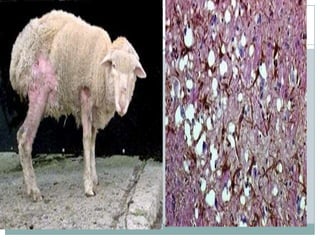 Biochemistry(protein)