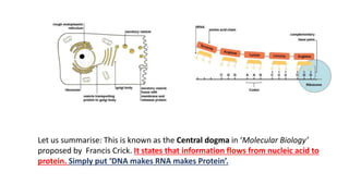 Let us summarise: This is known as the Central dogma in ‘Molecular Biology’
proposed by Francis Crick. It states that information flows from nucleic acid to
protein. Simply put ‘DNA makes RNA makes Protein’.
 