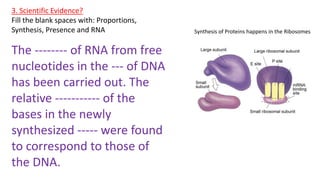 3. Scientific Evidence?
Fill the blank spaces with: Proportions,
Synthesis, Presence and RNA
The -------- of RNA from free
nucleotides in the --- of DNA
has been carried out. The
relative ----------- of the
bases in the newly
synthesized ----- were found
to correspond to those of
the DNA.
Synthesis of Proteins happens in the Ribosomes
 
