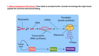 5. What is happening in this picture? Draw labels to annotate further. Consider terminology like single strand,
peptide link and three dimensional folding.
 