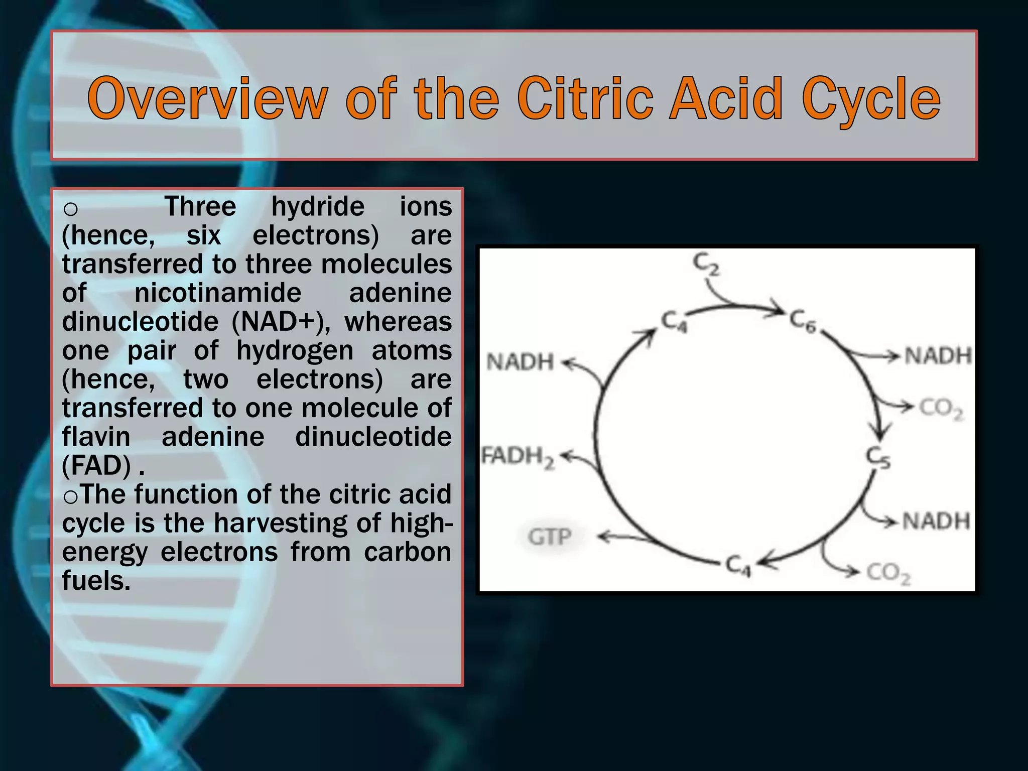 o Three hydride ions
(hence, six electrons) are
transferred to three molecules
of nicotinamide adenine
dinucleotide (NAD+), whereas
one pair of hydrogen atoms
(hence, two electrons) are
transferred to one molecule of
flavin adenine dinucleotide
(FAD) .
oThe function of the citric acid
cycle is the harvesting of high-
energy electrons from carbon
fuels.
 