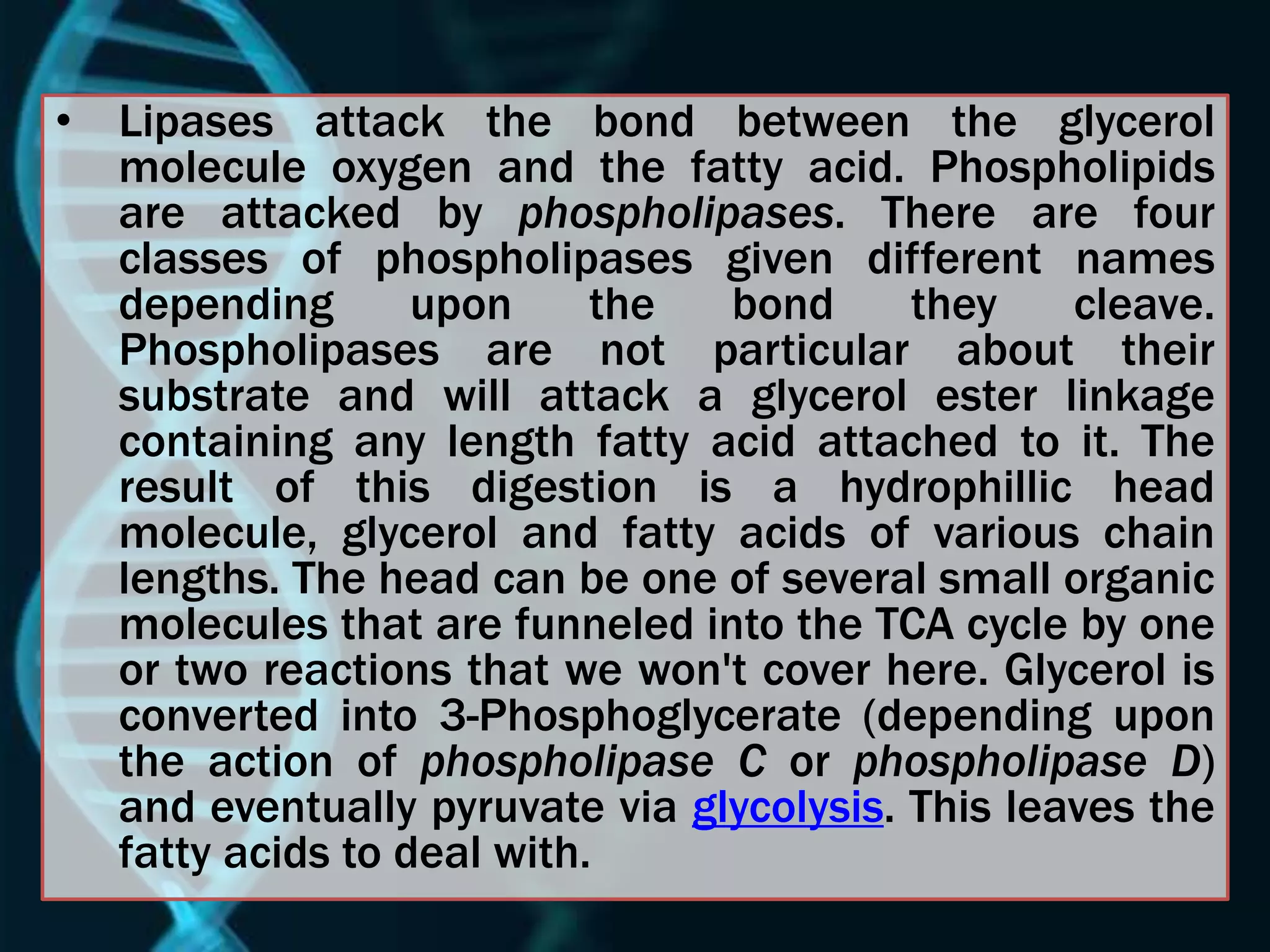 • Lipases attack the bond between the glycerol
molecule oxygen and the fatty acid. Phospholipids
are attacked by phospholipases. There are four
classes of phospholipases given different names
depending upon the bond they cleave.
Phospholipases are not particular about their
substrate and will attack a glycerol ester linkage
containing any length fatty acid attached to it. The
result of this digestion is a hydrophillic head
molecule, glycerol and fatty acids of various chain
lengths. The head can be one of several small organic
molecules that are funneled into the TCA cycle by one
or two reactions that we won't cover here. Glycerol is
converted into 3-Phosphoglycerate (depending upon
the action of phospholipase C or phospholipase D)
and eventually pyruvate via glycolysis. This leaves the
fatty acids to deal with.
 