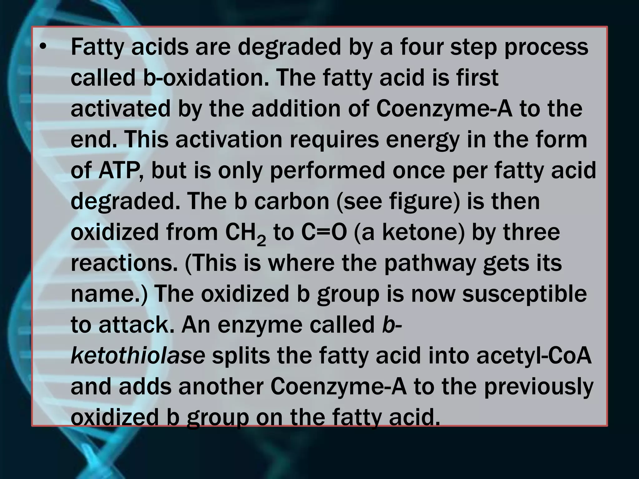 • Fatty acids are degraded by a four step process
called b-oxidation. The fatty acid is first
activated by the addition of Coenzyme-A to the
end. This activation requires energy in the form
of ATP, but is only performed once per fatty acid
degraded. The b carbon (see figure) is then
oxidized from CH2 to C=O (a ketone) by three
reactions. (This is where the pathway gets its
name.) The oxidized b group is now susceptible
to attack. An enzyme called b-
ketothiolase splits the fatty acid into acetyl-CoA
and adds another Coenzyme-A to the previously
oxidized b group on the fatty acid.
 