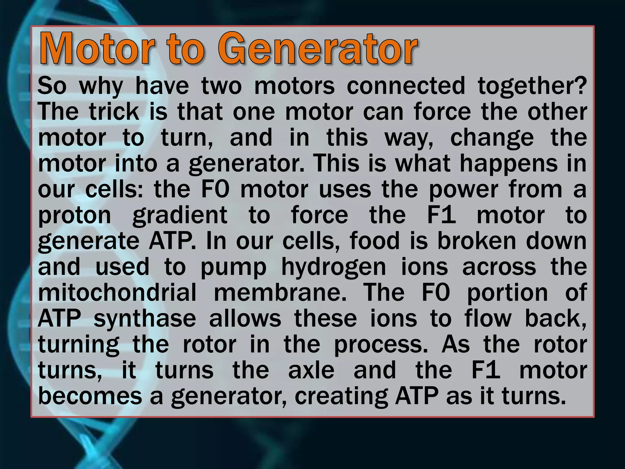 So why have two motors connected together?
The trick is that one motor can force the other
motor to turn, and in this way, change the
motor into a generator. This is what happens in
our cells: the F0 motor uses the power from a
proton gradient to force the F1 motor to
generate ATP. In our cells, food is broken down
and used to pump hydrogen ions across the
mitochondrial membrane. The F0 portion of
ATP synthase allows these ions to flow back,
turning the rotor in the process. As the rotor
turns, it turns the axle and the F1 motor
becomes a generator, creating ATP as it turns.
 