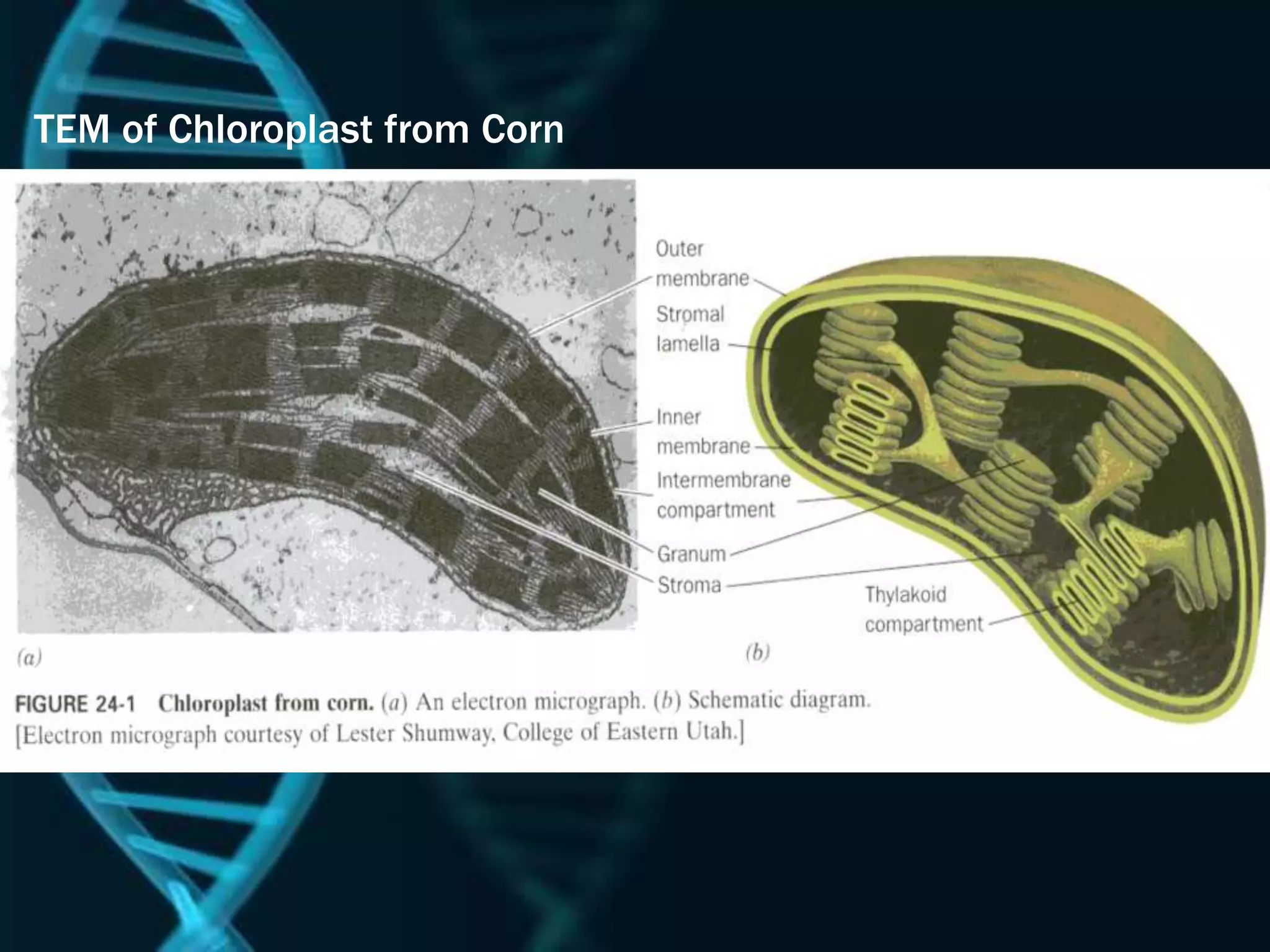 TEM of Chloroplast from Corn
 