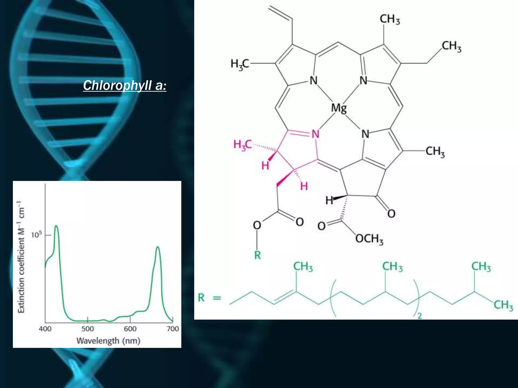 Chlorophyll a:
 