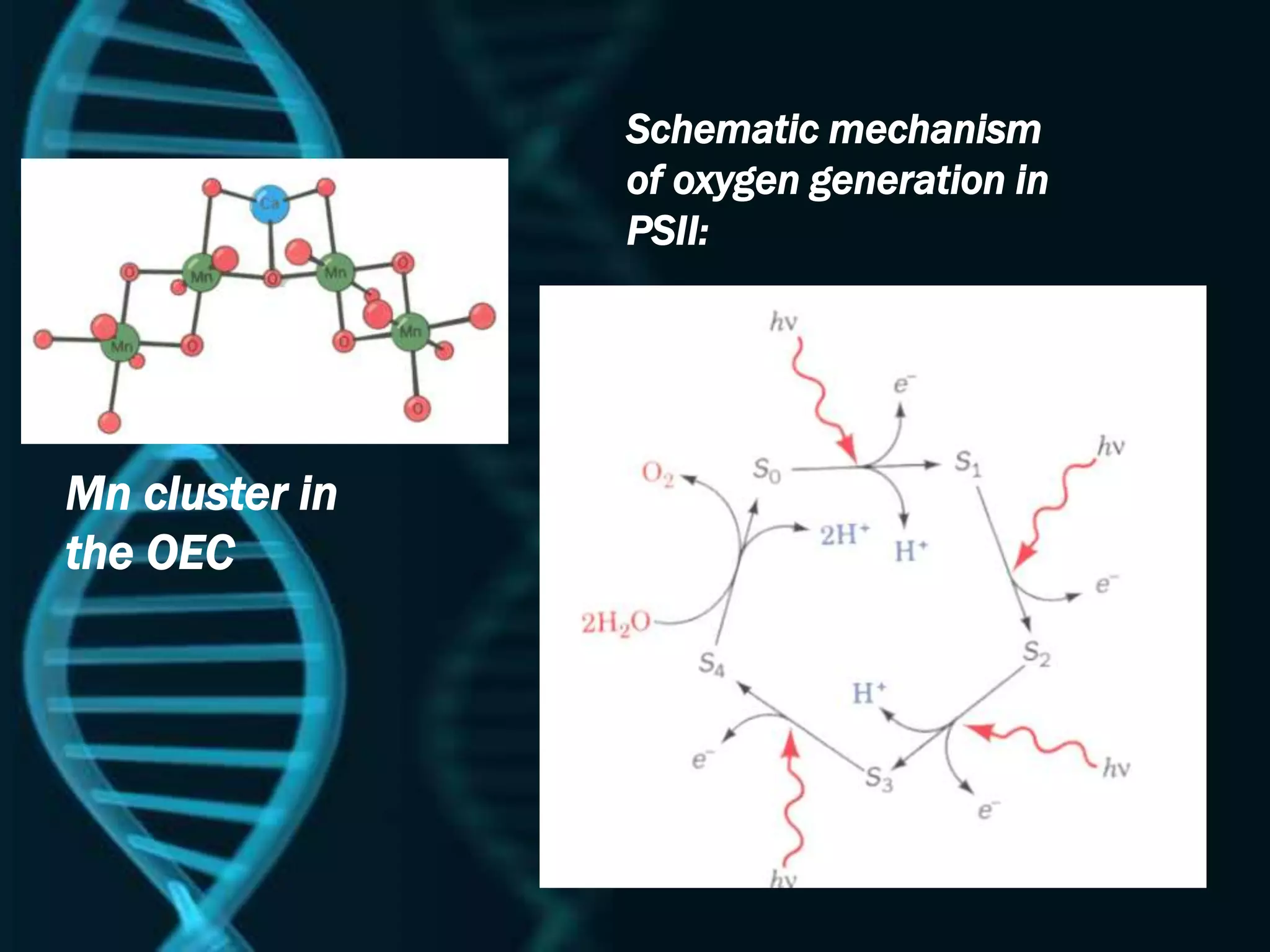 Mn cluster in
the OEC
Schematic mechanism
of oxygen generation in
PSII:
 
