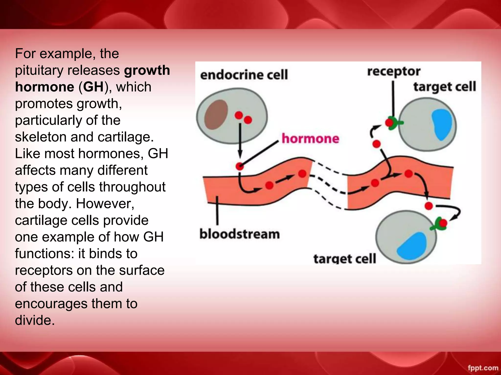 For example, the
pituitary releases growth
hormone (GH), which
promotes growth,
particularly of the
skeleton and cartilage.
Like most hormones, GH
affects many different
types of cells throughout
the body. However,
cartilage cells provide
one example of how GH
functions: it binds to
receptors on the surface
of these cells and
encourages them to
divide.
 