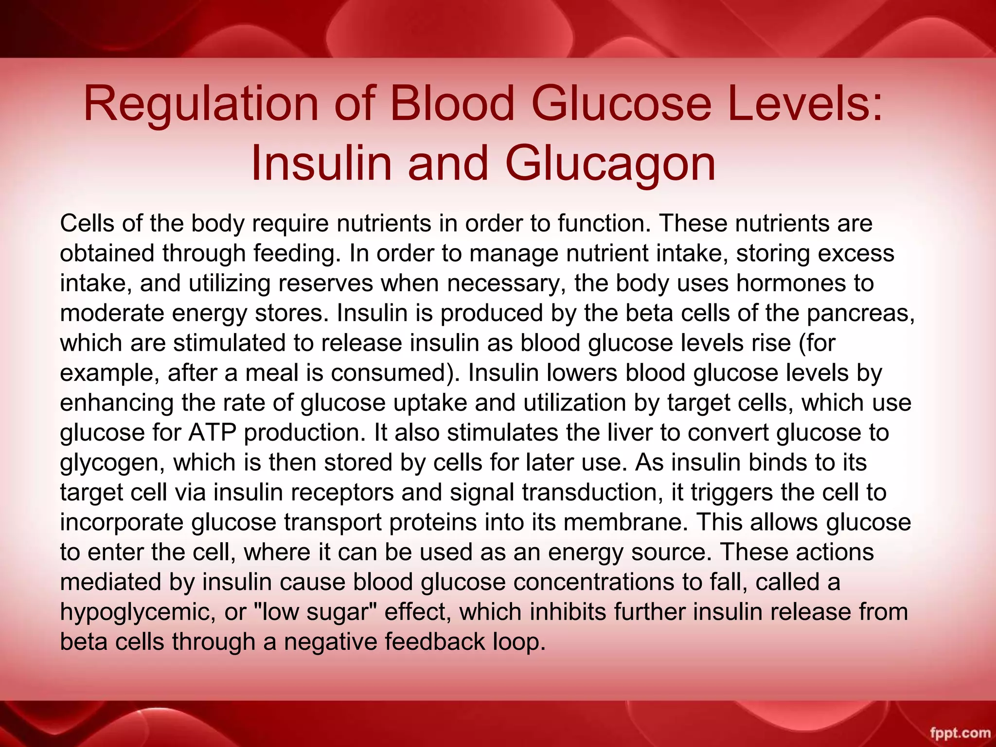 Regulation of Blood Glucose Levels:
Insulin and Glucagon
Cells of the body require nutrients in order to function. These nutrients are
obtained through feeding. In order to manage nutrient intake, storing excess
intake, and utilizing reserves when necessary, the body uses hormones to
moderate energy stores. Insulin is produced by the beta cells of the pancreas,
which are stimulated to release insulin as blood glucose levels rise (for
example, after a meal is consumed). Insulin lowers blood glucose levels by
enhancing the rate of glucose uptake and utilization by target cells, which use
glucose for ATP production. It also stimulates the liver to convert glucose to
glycogen, which is then stored by cells for later use. As insulin binds to its
target cell via insulin receptors and signal transduction, it triggers the cell to
incorporate glucose transport proteins into its membrane. This allows glucose
to enter the cell, where it can be used as an energy source. These actions
mediated by insulin cause blood glucose concentrations to fall, called a
hypoglycemic, or "low sugar" effect, which inhibits further insulin release from
beta cells through a negative feedback loop.
 