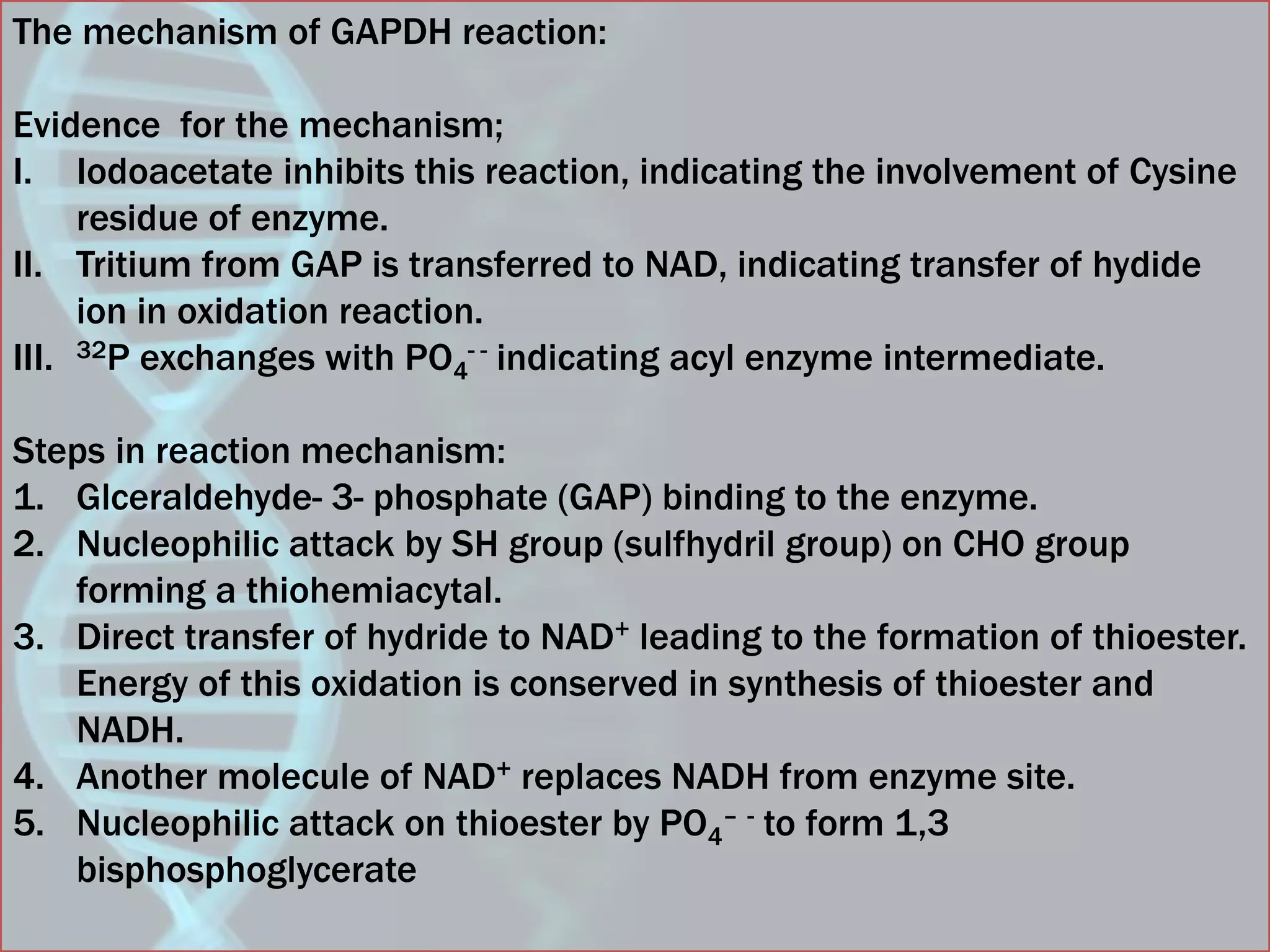 The mechanism of GAPDH reaction:
Evidence for the mechanism;
I. Iodoacetate inhibits this reaction, indicating the involvement of Cysine
residue of enzyme.
II. Tritium from GAP is transferred to NAD, indicating transfer of hydide
ion in oxidation reaction.
III. 32P exchanges with PO4
- - indicating acyl enzyme intermediate.
Steps in reaction mechanism:
1. Glceraldehyde- 3- phosphate (GAP) binding to the enzyme.
2. Nucleophilic attack by SH group (sulfhydril group) on CHO group
forming a thiohemiacytal.
3. Direct transfer of hydride to NAD+ leading to the formation of thioester.
Energy of this oxidation is conserved in synthesis of thioester and
NADH.
4. Another molecule of NAD+ replaces NADH from enzyme site.
5. Nucleophilic attack on thioester by PO4
– - to form 1,3
bisphosphoglycerate
 
