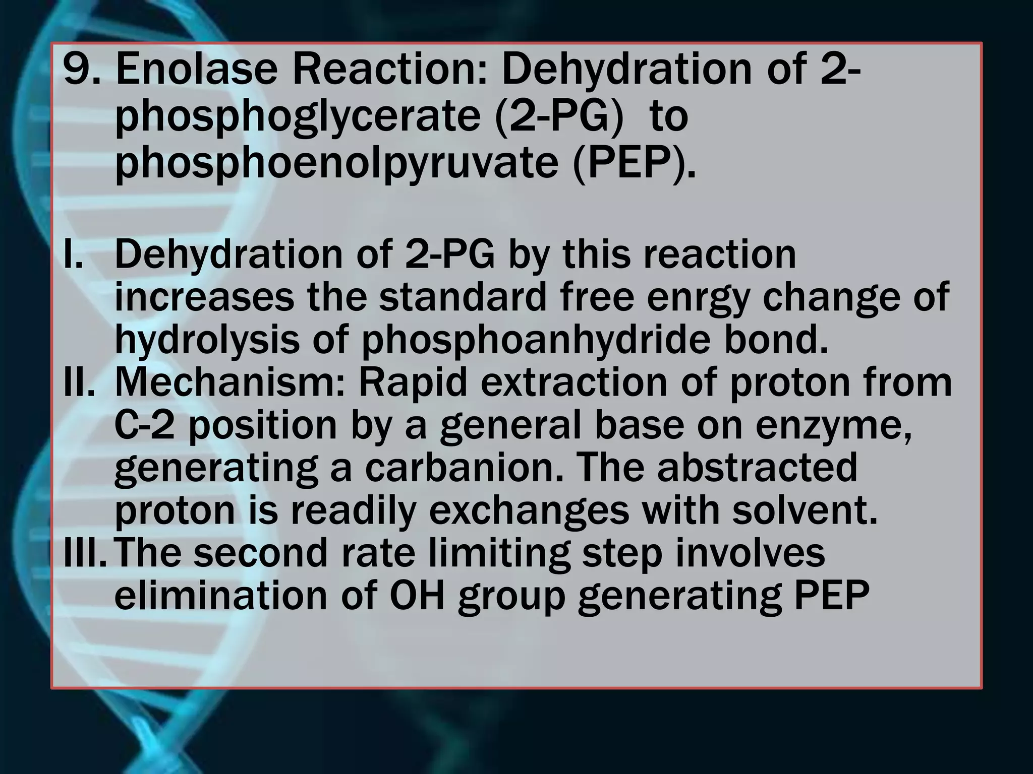 9. Enolase Reaction: Dehydration of 2-
phosphoglycerate (2-PG) to
phosphoenolpyruvate (PEP).
I. Dehydration of 2-PG by this reaction
increases the standard free enrgy change of
hydrolysis of phosphoanhydride bond.
II. Mechanism: Rapid extraction of proton from
C-2 position by a general base on enzyme,
generating a carbanion. The abstracted
proton is readily exchanges with solvent.
III.The second rate limiting step involves
elimination of OH group generating PEP
 