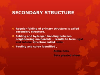 SECONDARY STRUCTURE
 Regular folding of primary structure is called
secondary structure.
 Folding and hydrogen bonding between
neighbouring aminoacids – results to form rigid
and tubular structure called helix.
 Pauling and corey identified ,
Alpha helix
Beta pleated sheet
 