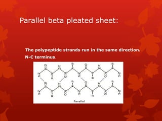 Parallel beta pleated sheet:
The polypeptide strands run in the same direction.
N-C terminus.
 