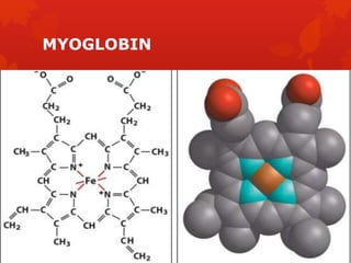 MYOGLOBIN
 