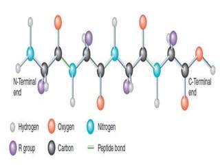 Chemical Structure Of Protein