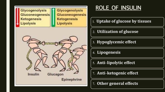 biochemistry- Role of insulin in metabolism- PHYSIOLOGICAL ACTION OF ...