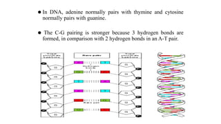 ⚫ In DNA, adenine normally pairs with thymine and cytosine
normally pairs with guanine.
⚫ The C-G pairing is stronger because 3 hydrogen bonds are
formed, in comparison with 2 hydrogen bonds in an A-T pair.
 
