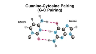 Guanine-Cytosine Pairing
(G-C Pairing)
 