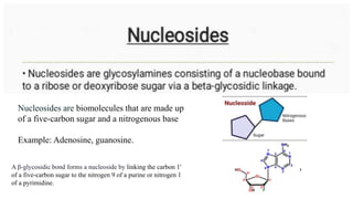 Nucleosides are biomolecules that are made up
of a five-carbon sugar and a nitrogenous base
Example: Adenosine, guanosine.
A β-glycosidic bond forms a nucleoside by linking the carbon 1'
of a five-carbon sugar to the nitrogen 9 of a purine or nitrogen 1
of a pyrimidine.
 