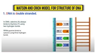 In DNA, adenine (A) always
binds to thymine (T) using
two hydrogen bonds.
While guanine binds to
cytosine using three hydrogen
bonds
 