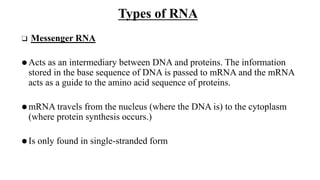 Types of RNA
❑ Messenger RNA
⚫Acts as an intermediary between DNA and proteins. The information
stored in the base sequence of DNA is passed to mRNA and the mRNA
acts as a guide to the amino acid sequence of proteins.
⚫mRNA travels from the nucleus (where the DNA is) to the cytoplasm
(where protein synthesis occurs.)
⚫Is only found in single-stranded form
 