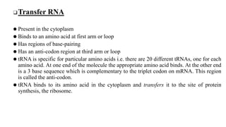 ❑Transfer RNA
⚫ Present in the cytoplasm
⚫ Binds to an amino acid at first arm or loop
⚫ Has regions of base-pairing
⚫ Has an anti-codon region at third arm or loop
⚫ tRNA is specific for particular amino acids i.e. there are 20 different tRNAs, one for each
amino acid. At one end of the molecule the appropriate amino acid binds. At the other end
is a 3 base sequence which is complementary to the triplet codon on mRNA. This region
is called the anti-codon.
⚫ tRNA binds to its amino acid in the cytoplasm and transfers it to the site of protein
synthesis, the ribosome.
 