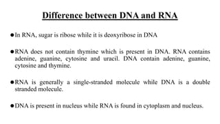 Difference between DNA and RNA
⚫In RNA, sugar is ribose while it is deoxyribose in DNA
⚫RNA does not contain thymine which is present in DNA. RNA contains
adenine, guanine, cytosine and uracil. DNA contain adenine, guanine,
cytosine and thymine.
⚫RNA is generally a single-stranded molecule while DNA is a double
stranded molecule.
⚫DNA is present in nucleus while RNA is found in cytoplasm and nucleus.
 