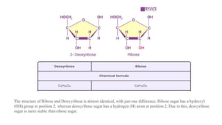 The structure of Ribose and Deoxyribose is almost identical, with just one difference. Ribose sugar has a hydroxyl
(OH) group at position 2, whereas deoxyribose sugar has a hydrogen (H) atom at position 2. Due to this, deoxyribose
sugar is more stable than ribose sugar.
 
