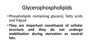 Glycerophospholipids
•Phospholipids containing glycerol, fatty acids
and H3po4
•They are important constituent of cellular
structure and they do not undergo
mobilization during starvation as neutral
fats.
 