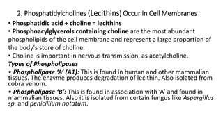 2. Phosphatidylcholines (Lecithins) Occur in Cell Membranes
• Phosphatidic acid + choline = lecithins
• Phosphoacylglycerols containing choline are the most abundant
phospholipids of the cell membrane and represent a large proportion of
the body's store of choline.
• Choline is important in nervous transmission, as acetylcholine.
Types of Phospholipases
• Phospholipase ‘A’ (A1): This is found in human and other mammalian
tissues. The enzyme produces degradation of lecithin. Also isolated from
cobra venom.
• Phospholipase ‘B’: This is found in association with ‘A’ and found in
mammalian tissues. Also it is isolated from certain fungus like Aspergillus
sp. and penicillium notatum.
 