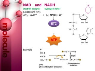 Biochemstry of niacin | PPT