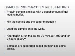 SAMPLE PREPARATION AND LOADING
 Protein sample is mixed with a equal amount of gel
loading buffer.
 Mix the sample and the buffer thoroughly.
 Load the sample onto the wells.
 After loading, run the gel for 30 mins at 150V and for
2 hours at 200V.
 Samples are separated based on their isoelectric
points.
 