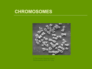 CHROMOSOMES
© The Human Genome Project:
Biocomputing Admin Ed Yung
 