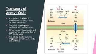 Fatty acid synthesis it's importance it's structure | PDF