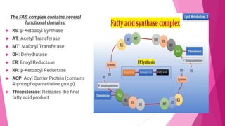 Fas Structure Fatty acid synthesis it's importance it's structure | PDF