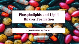Phospholipids and Lipid
Bilayer Formation
Apresentation by Group 2
 
