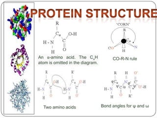 Protein StructureAn α-amino acid. The CαH atom is omitted in the diagram.CO-R-N ruleBond angles for ψ and ωTwo amino acids