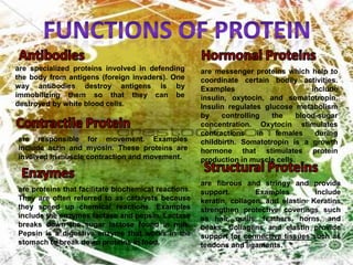 Functions of proteinAntibodiesHormonal Proteinsare specialized proteins involved in defending the body from antigens (foreign invaders). One way antibodies destroy antigens is by immobilizing them so that they can be destroyed by white blood cells. are messenger proteins which help to coordinate certain bodily activities. Examples include insulin, oxytocin, and somatotropin. Insulin regulates glucose metabolism by controlling the blood-sugar concentration. Oxytocin stimulates contractions in females during childbirth. Somatotropin is a growth hormone that stimulates protein production in muscle cells. Contractile Proteinare responsible for movement. Examples include actin and myosin. These proteins are involved in muscle contraction and movement. Structural ProteinsEnzymesare fibrous and stringy and provide support. Examples include keratin, collagen, and elastin. Keratins strengthen protective coverings such as hair, quills, feathers, horns, and beaks. Collagens and elastin provide support for connective tissues such as tendons and ligaments.are proteins that facilitate biochemical reactions. They are often referred to as catalysts because they speed up chemical reactions. Examples include the enzymes lactase and pepsin. Lactase breaks down the sugar lactose found in milk. Pepsin is a digestive enzyme that works in the stomach to break down proteins in food. 