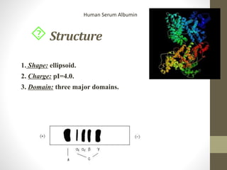 Structure
1. Shape: ellipsoid.
2. Charge: pI=4.0.
3. Domain: three major domains.
Human Serum Albumin
 